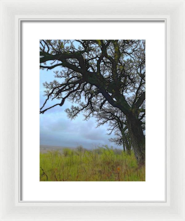 Spring Tree Buds - Framed Print