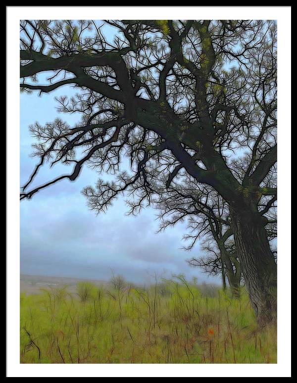 Spring Tree Buds - Framed Print
