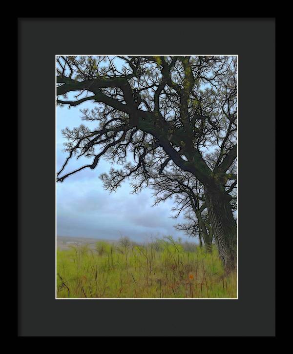 Spring Tree Buds - Framed Print