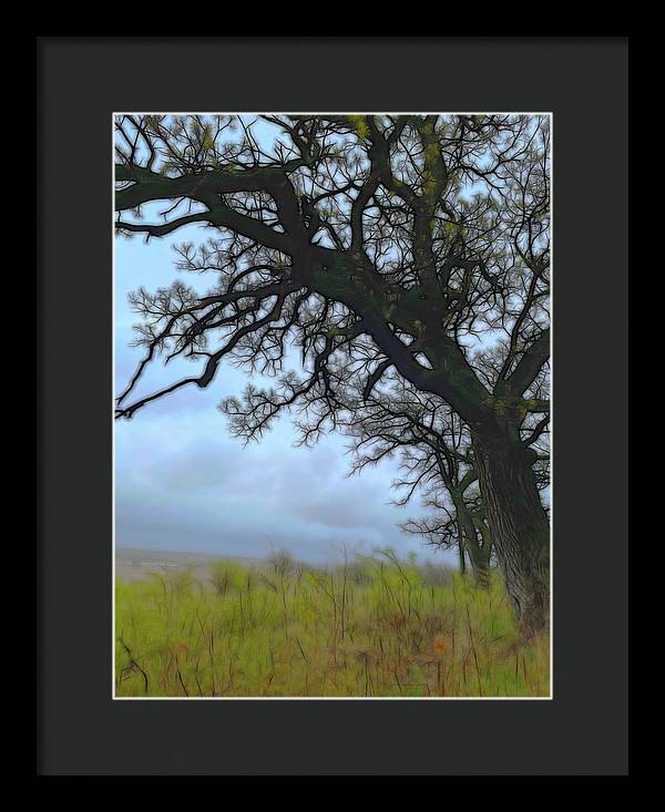 Spring Tree Buds - Framed Print