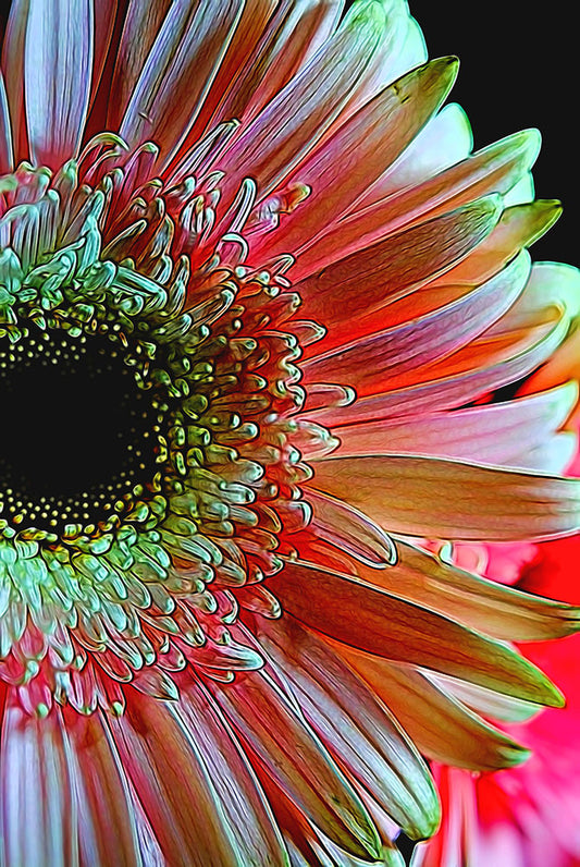 Studio Flower Pink Daisy Sideview Digital Image Download