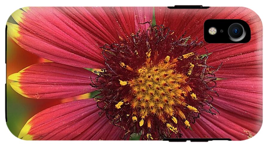 Sunburst Flower Close Up - Phone Case