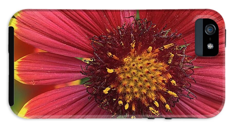 Sunburst Flower Close Up - Phone Case