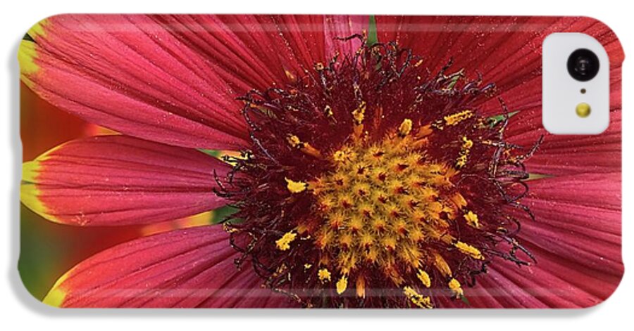 Sunburst Flower Close Up - Phone Case