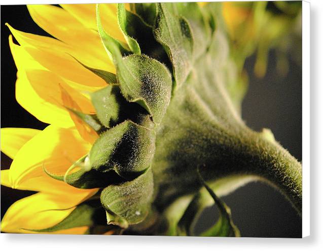 Sunflower Back - Canvas Print