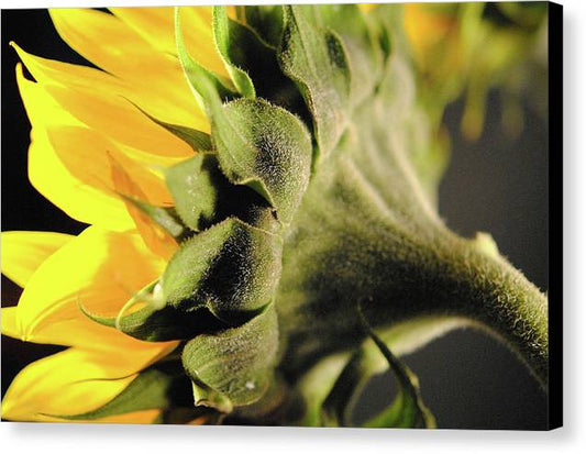 Sunflower Back - Canvas Print