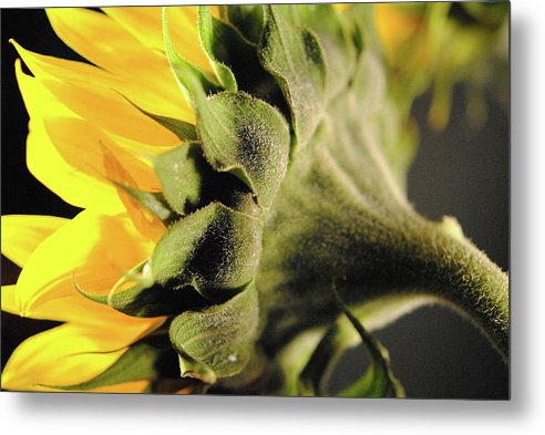 Sunflower Back - Metal Print