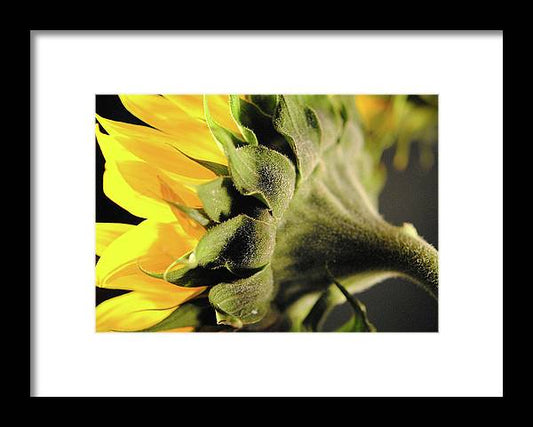 Sunflower Back - Framed Print