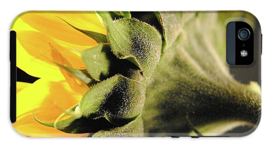 Sunflower Back - Phone Case