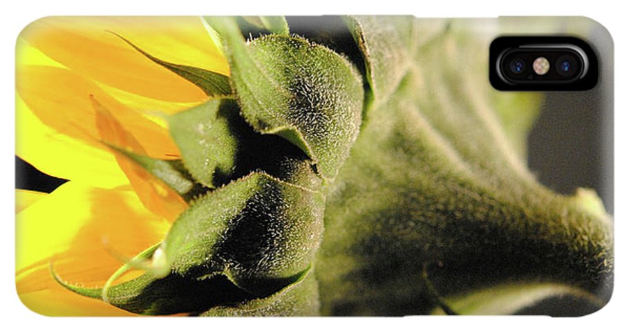 Sunflower Back - Phone Case