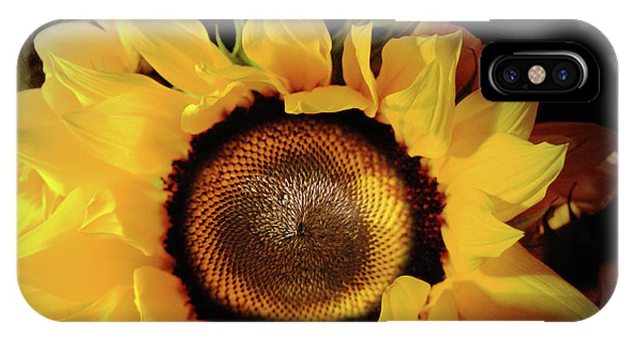 Sunflower Fades - Phone Case