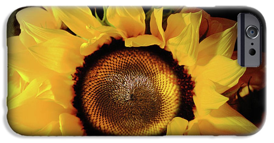 Sunflower Fades - Phone Case