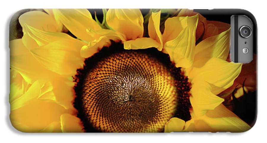Sunflower Fades - Phone Case