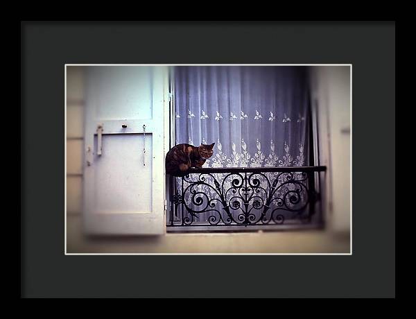 Vintage Travel Cat on a French Balcony 1967 - Framed Print