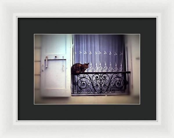 Vintage Travel Cat on a French Balcony 1967 - Framed Print