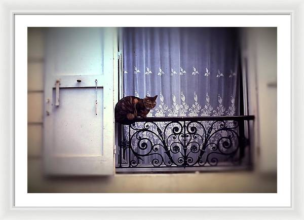Vintage Travel Cat on a French Balcony 1967 - Framed Print