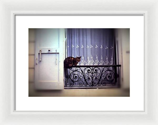 Vintage Travel Cat on a French Balcony 1967 - Framed Print