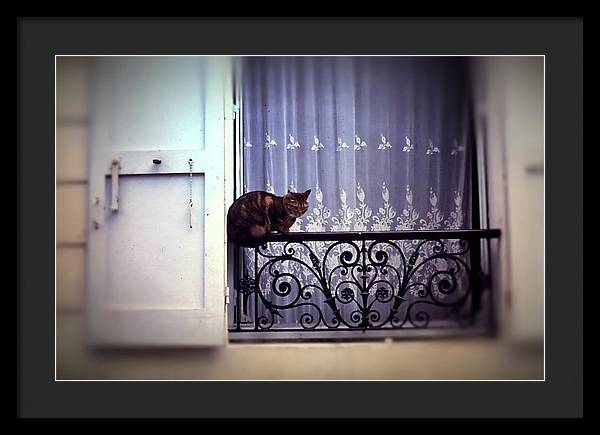 Vintage Travel Cat on a French Balcony 1967 - Framed Print