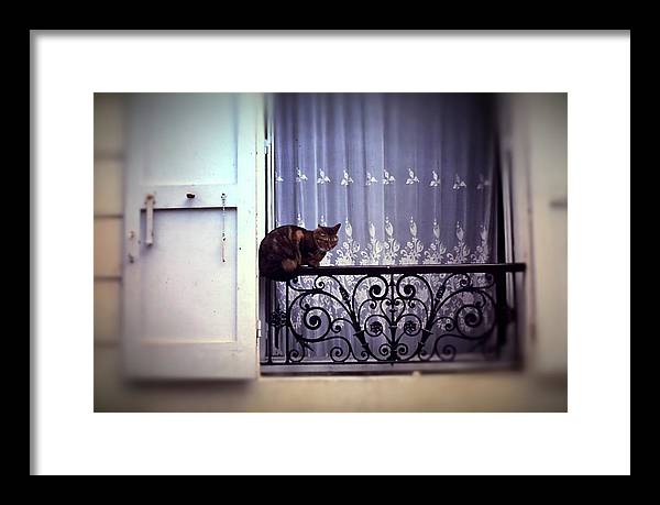 Vintage Travel Cat on a French Balcony 1967 - Framed Print