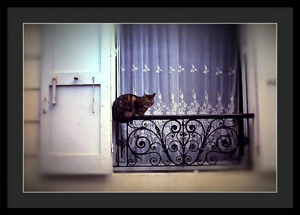 Vintage Travel Cat on a French Balcony 1967 - Framed Print