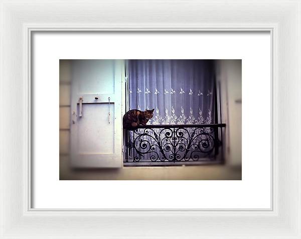 Vintage Travel Cat on a French Balcony 1967 - Framed Print