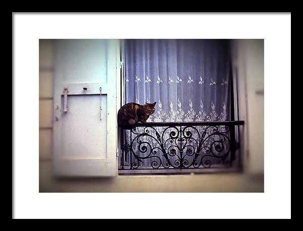 Vintage Travel Cat on a French Balcony 1967 - Framed Print