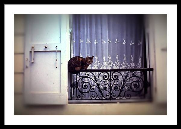 Vintage Travel Cat on a French Balcony 1967 - Framed Print