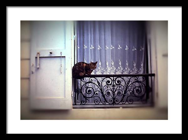 Vintage Travel Cat on a French Balcony 1967 - Framed Print