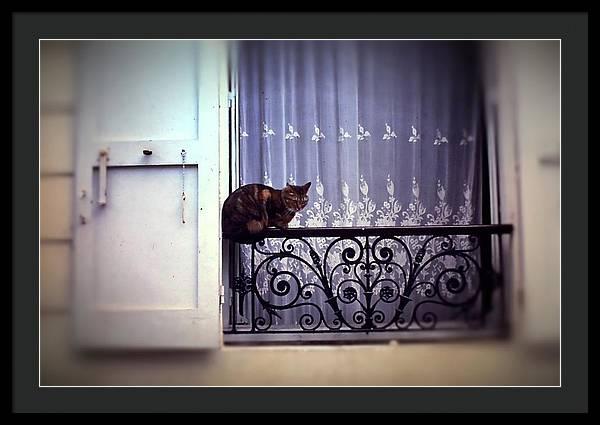 Vintage Travel Cat on a French Balcony 1967 - Framed Print