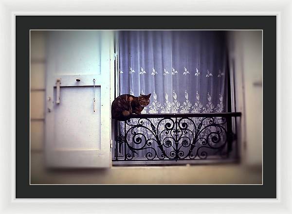 Vintage Travel Cat on a French Balcony 1967 - Framed Print