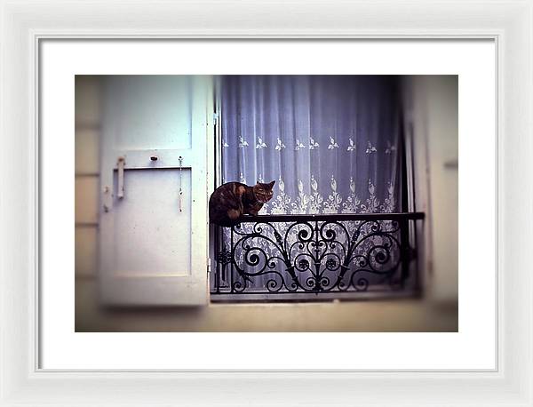 Vintage Travel Cat on a French Balcony 1967 - Framed Print