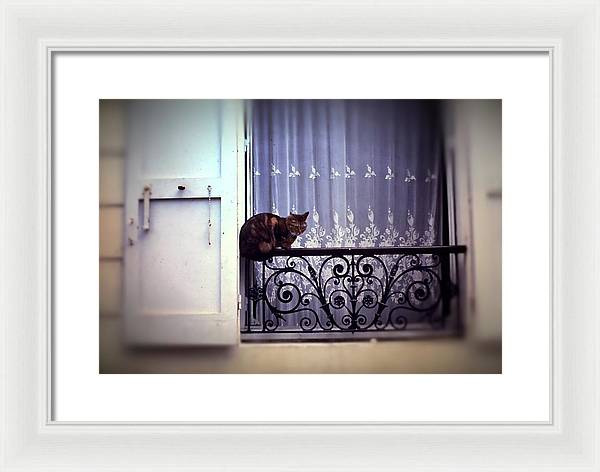Vintage Travel Cat on a French Balcony 1967 - Framed Print