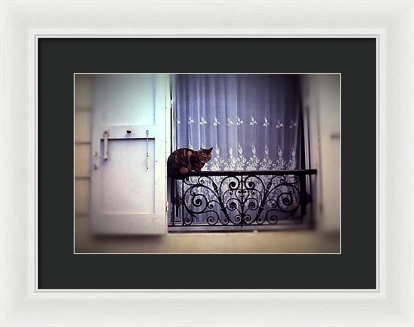 Vintage Travel Cat on a French Balcony 1967 - Framed Print
