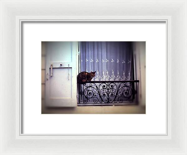 Vintage Travel Cat on a French Balcony 1967 - Framed Print