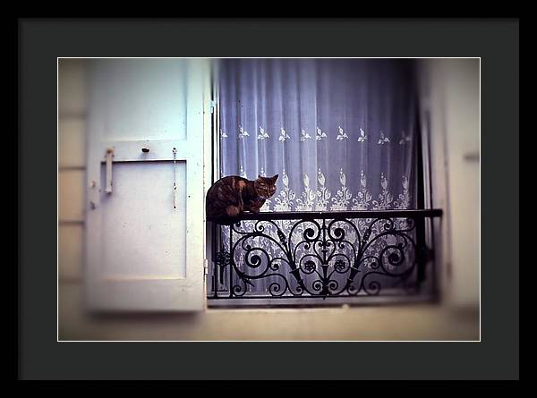 Vintage Travel Cat on a French Balcony 1967 - Framed Print