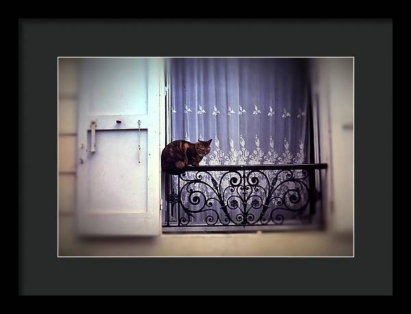 Vintage Travel Cat on a French Balcony 1967 - Framed Print