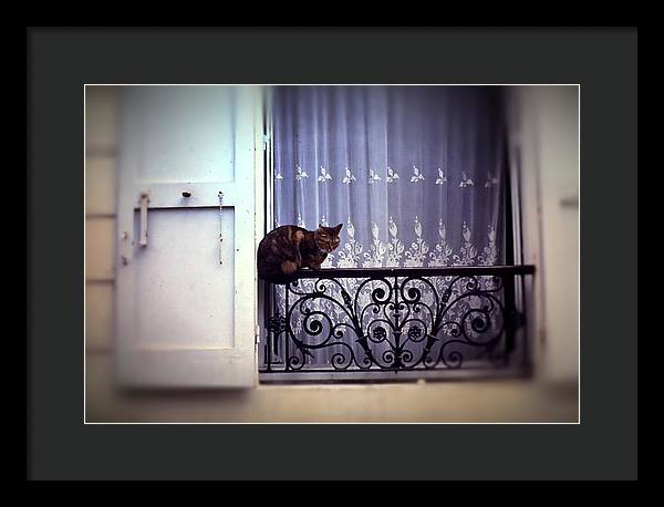 Vintage Travel Cat on a French Balcony 1967 - Framed Print