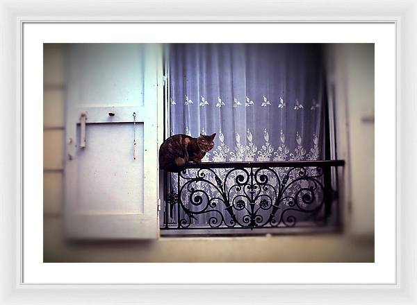 Vintage Travel Cat on a French Balcony 1967 - Framed Print