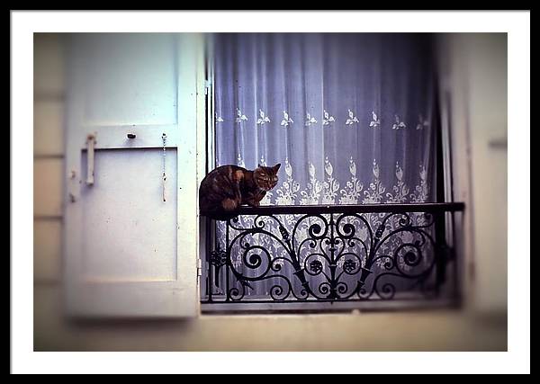 Vintage Travel Cat on a French Balcony 1967 - Framed Print