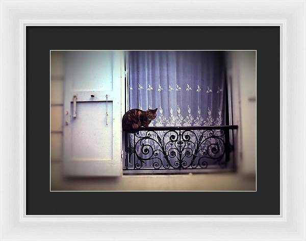 Vintage Travel Cat on a French Balcony 1967 - Framed Print