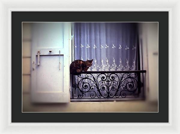 Vintage Travel Cat on a French Balcony 1967 - Framed Print
