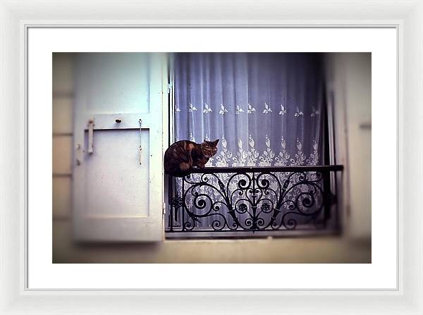Vintage Travel Cat on a French Balcony 1967 - Framed Print