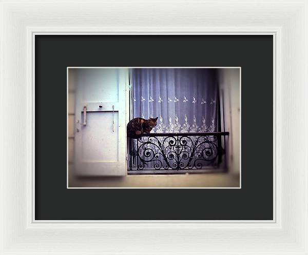 Vintage Travel Cat on a French Balcony 1967 - Framed Print