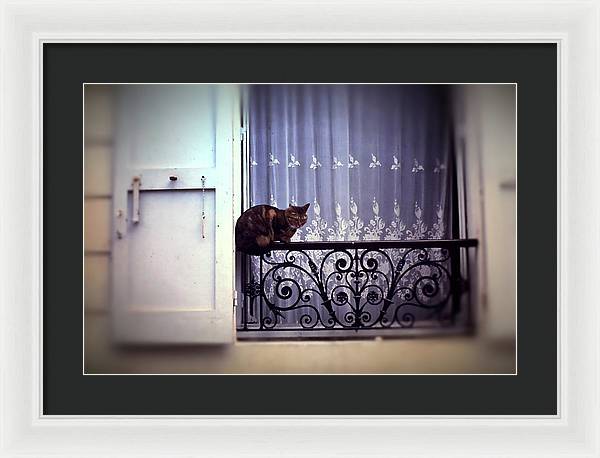 Vintage Travel Cat on a French Balcony 1967 - Framed Print