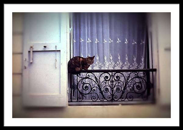 Vintage Travel Cat on a French Balcony 1967 - Framed Print