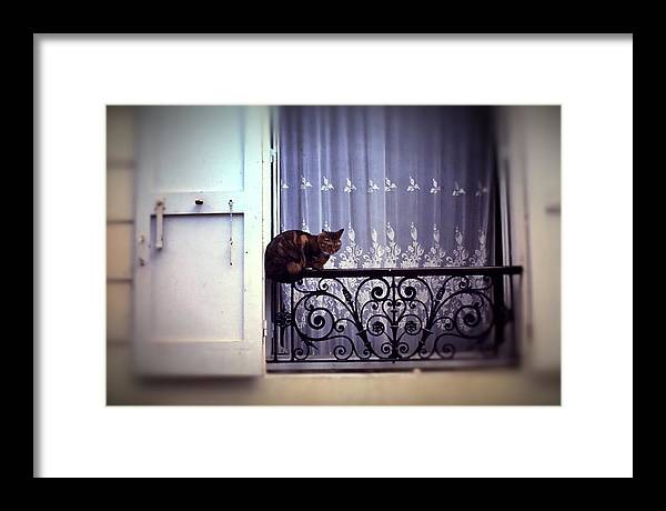 Vintage Travel Cat on a French Balcony 1967 - Framed Print