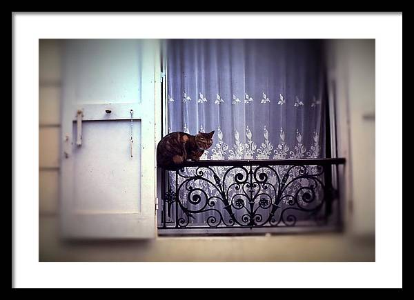 Vintage Travel Cat on a French Balcony 1967 - Framed Print