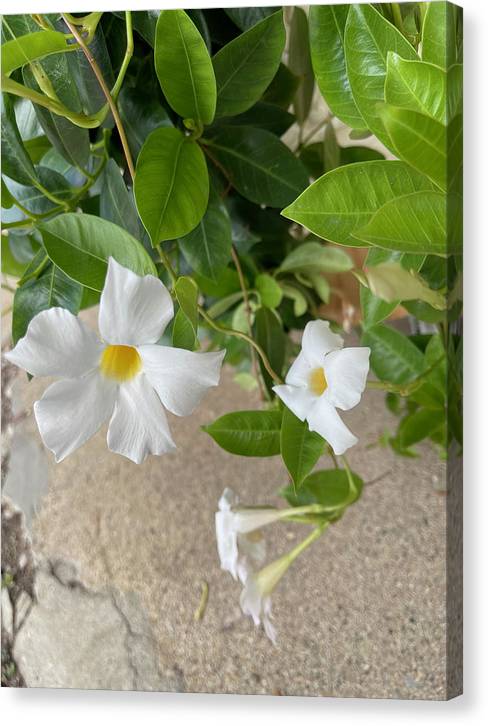 White Sidewalk Flower - Canvas Print