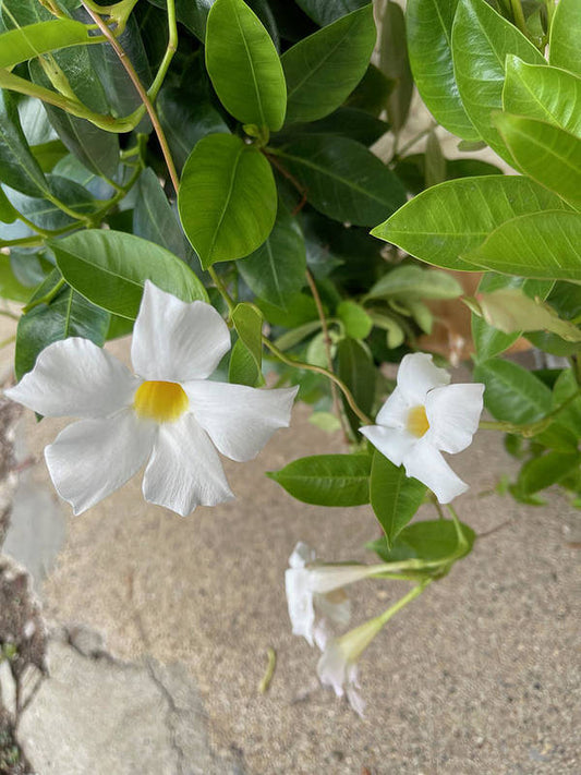 White Sidewalk Flower - Art Print