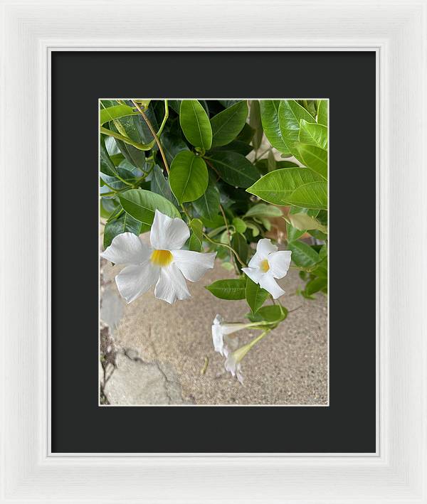 White Sidewalk Flower - Framed Print